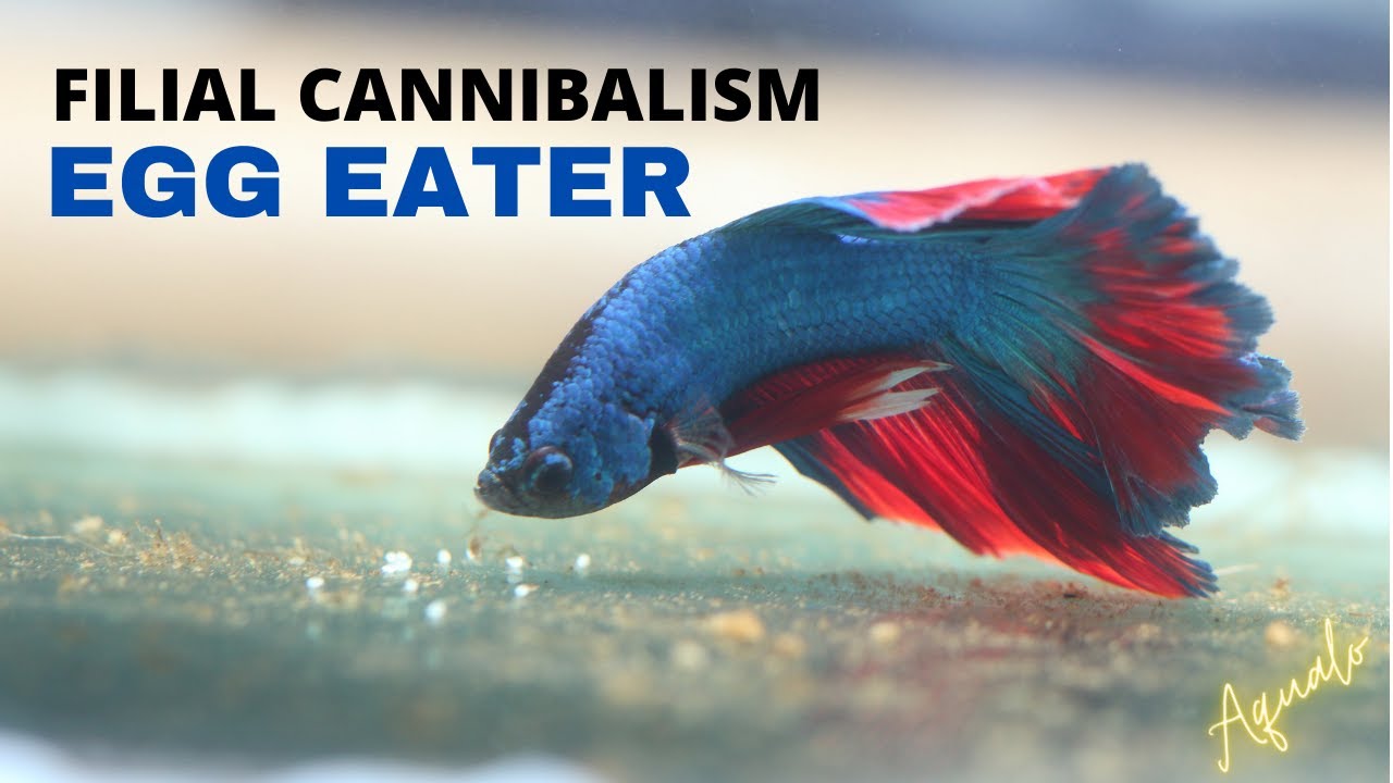 BETTA FISH - What, why, and is there a cure to betta eating their own eggs?
