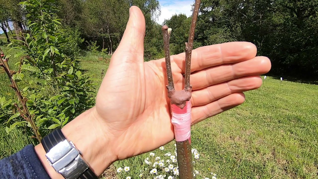 Suivi des greffes de châtaigniers 2021 + Implantation  d'une châtaigneraie à moindres frais.
