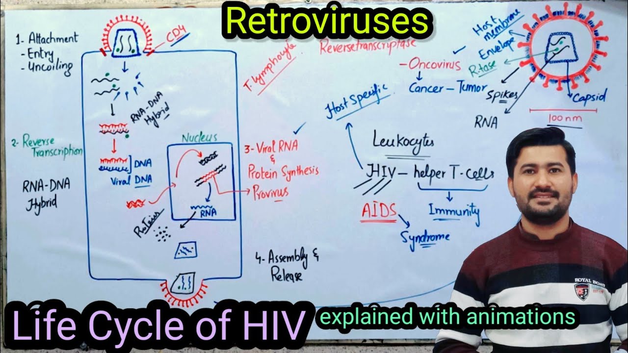 5.8 Life cycle of HIV retrovirus | AIDS causes and symptoms | Fsc Biology Class 11
