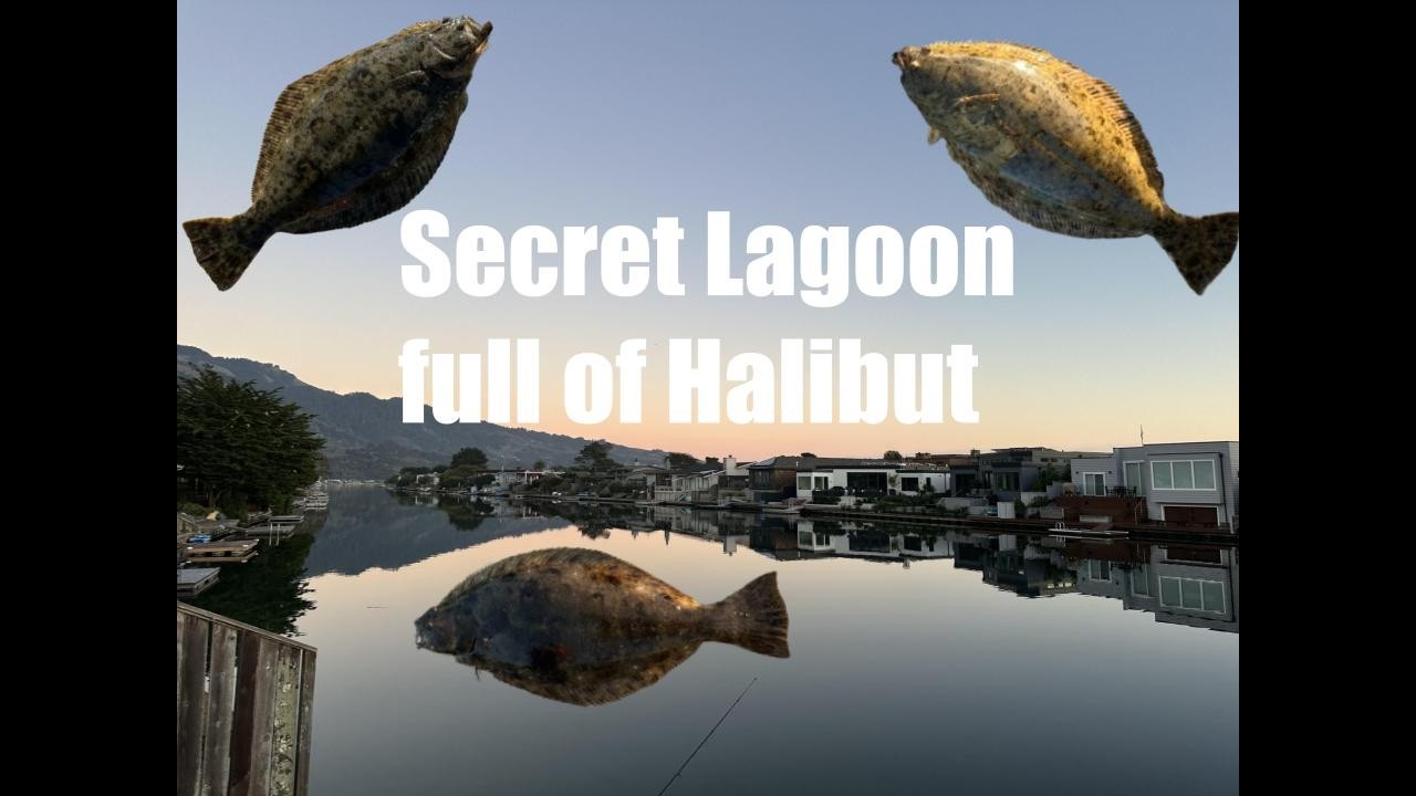 Secret Lagoon Full Of Halibut - Fishing California