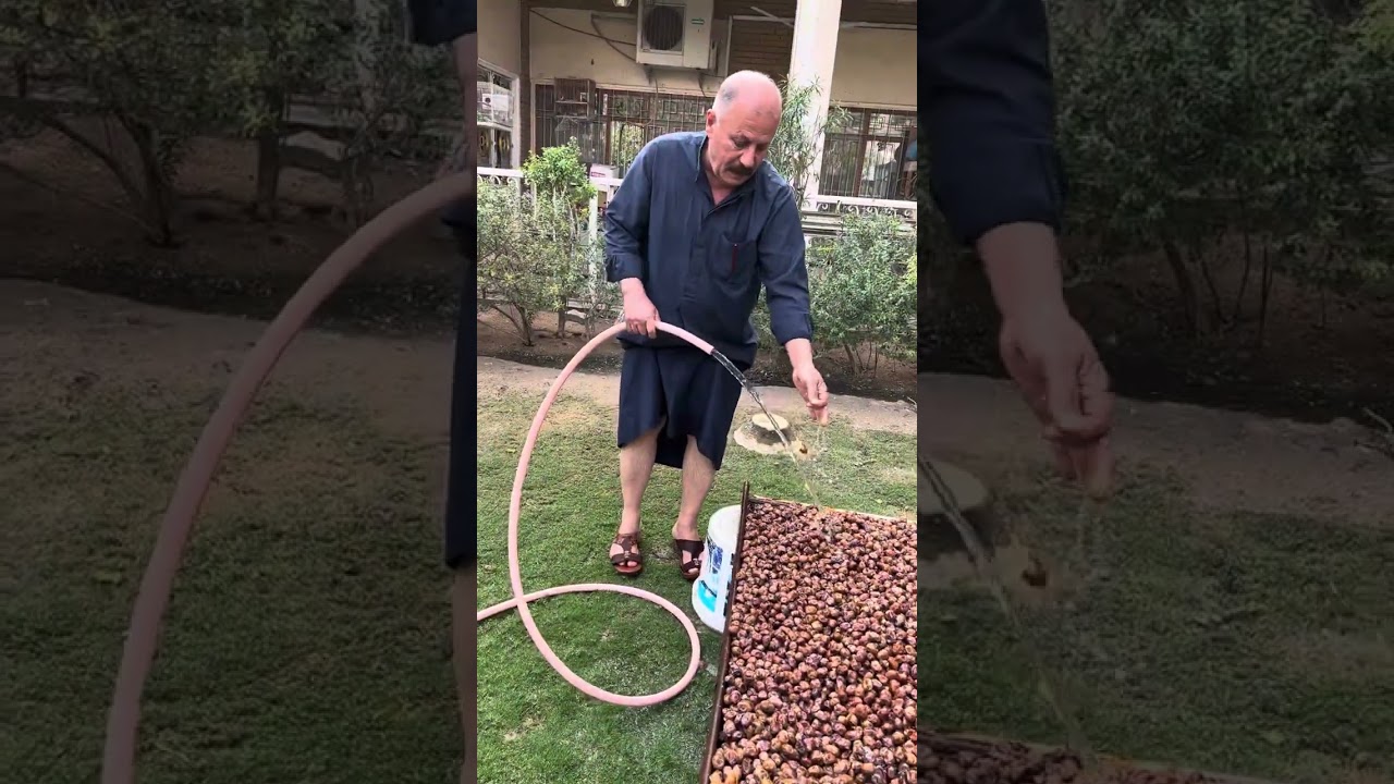 المقطع الاول لعملية كبس التمر البرحي مال اهلنا الطيبين ايام زمان البصره ابو الخصيب