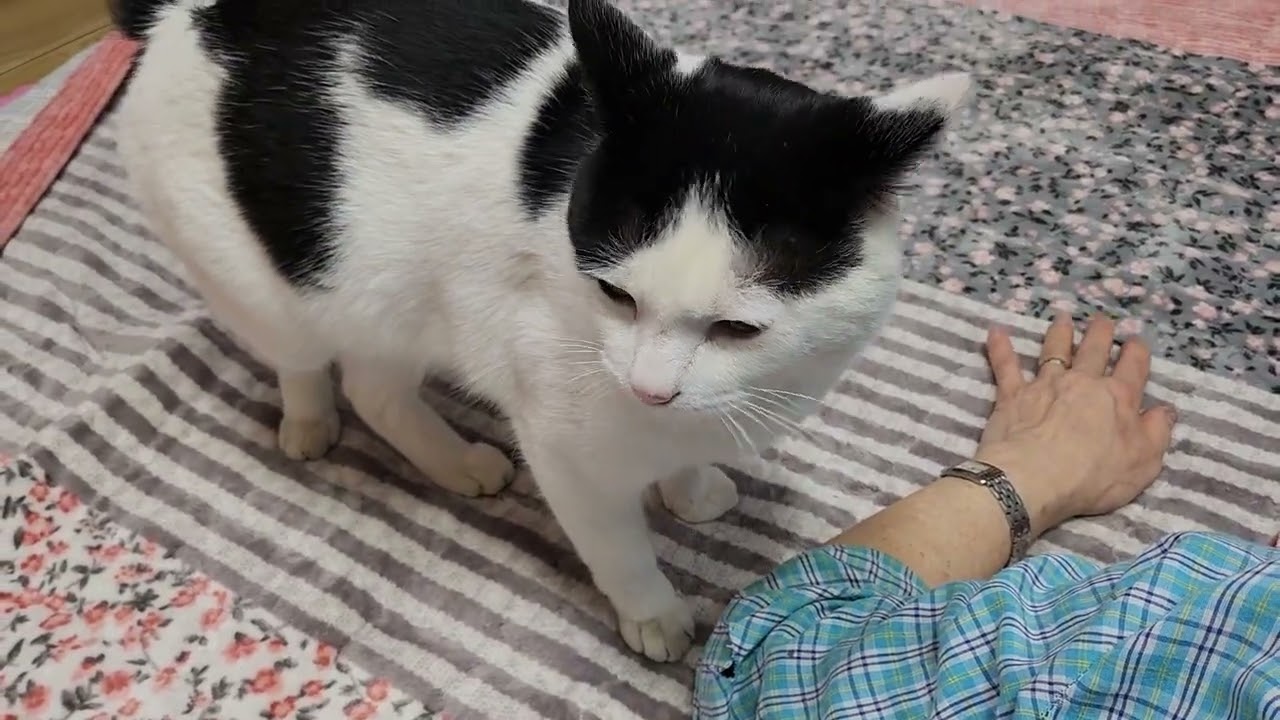 아롱, 다롱이는  행동과  몸으로 자기의사 를 표현  그러기에 서로 대화 를합니다  원하는대로  다해줘요