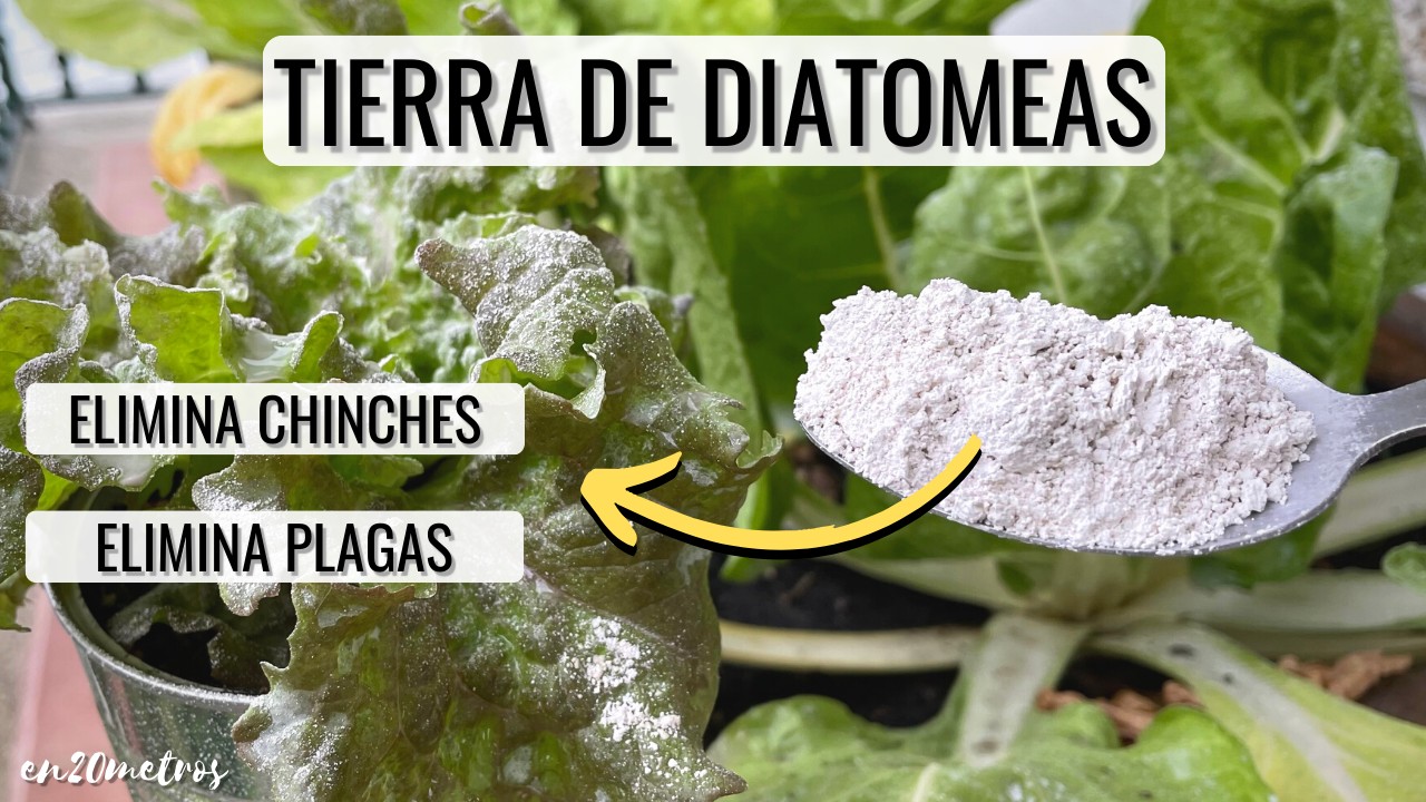TIERRA DE DIATOMEAS: elimina hasta chinches de cama, fertilizante y desparasitante || en20metros