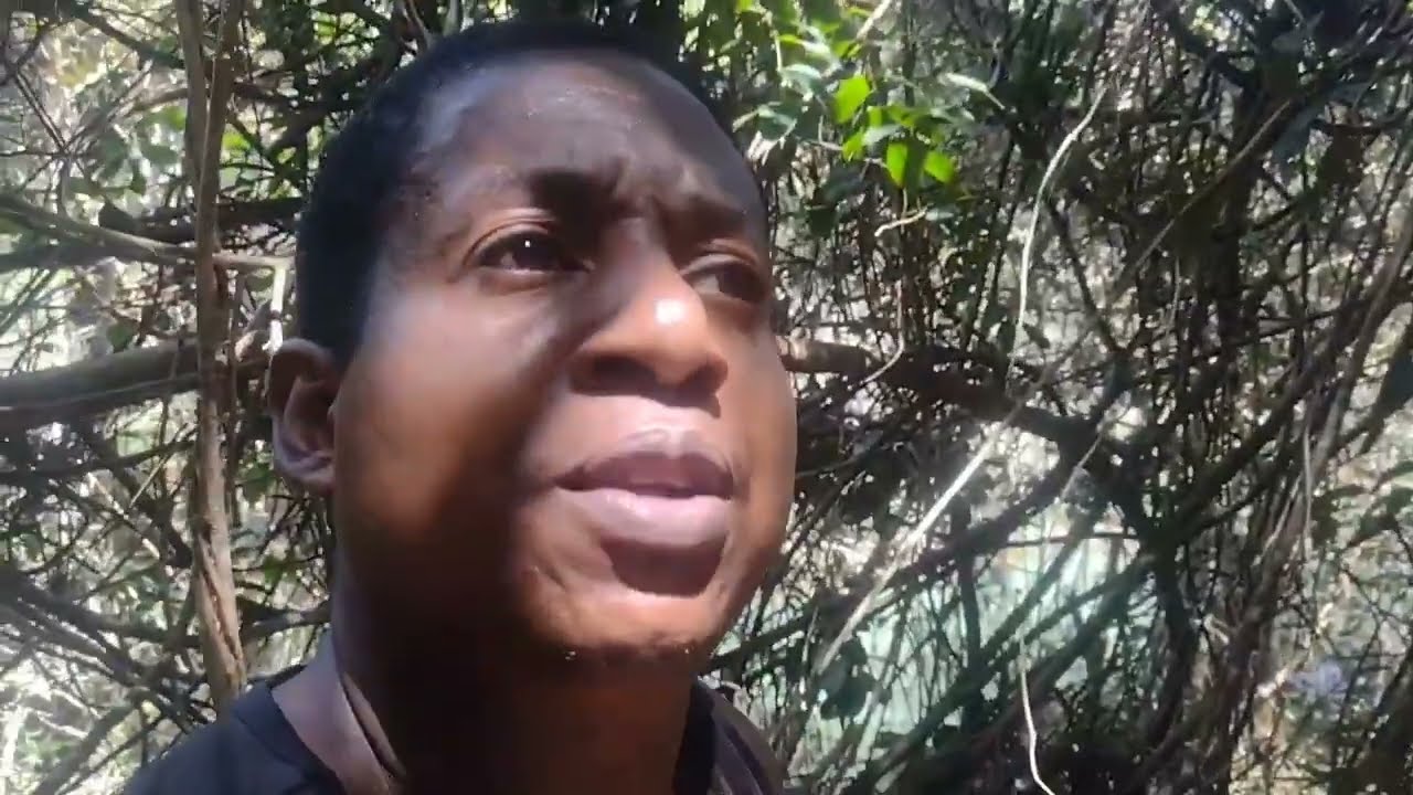 Lugar intocado muito passarinhos muitas onças pintada