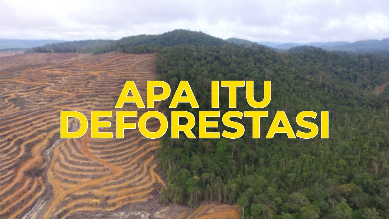 Apa itu Deforestasi? Ketahui Pengertian, Penyebab dan Dampaknya