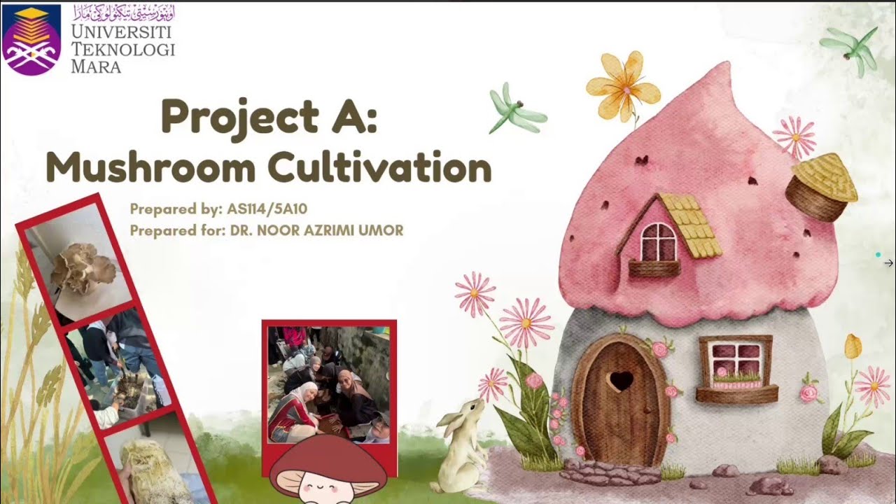 AS114 MIC346 | PROJECT A: MUSHROOM CULTIVATION | PLEUROTUS SP.