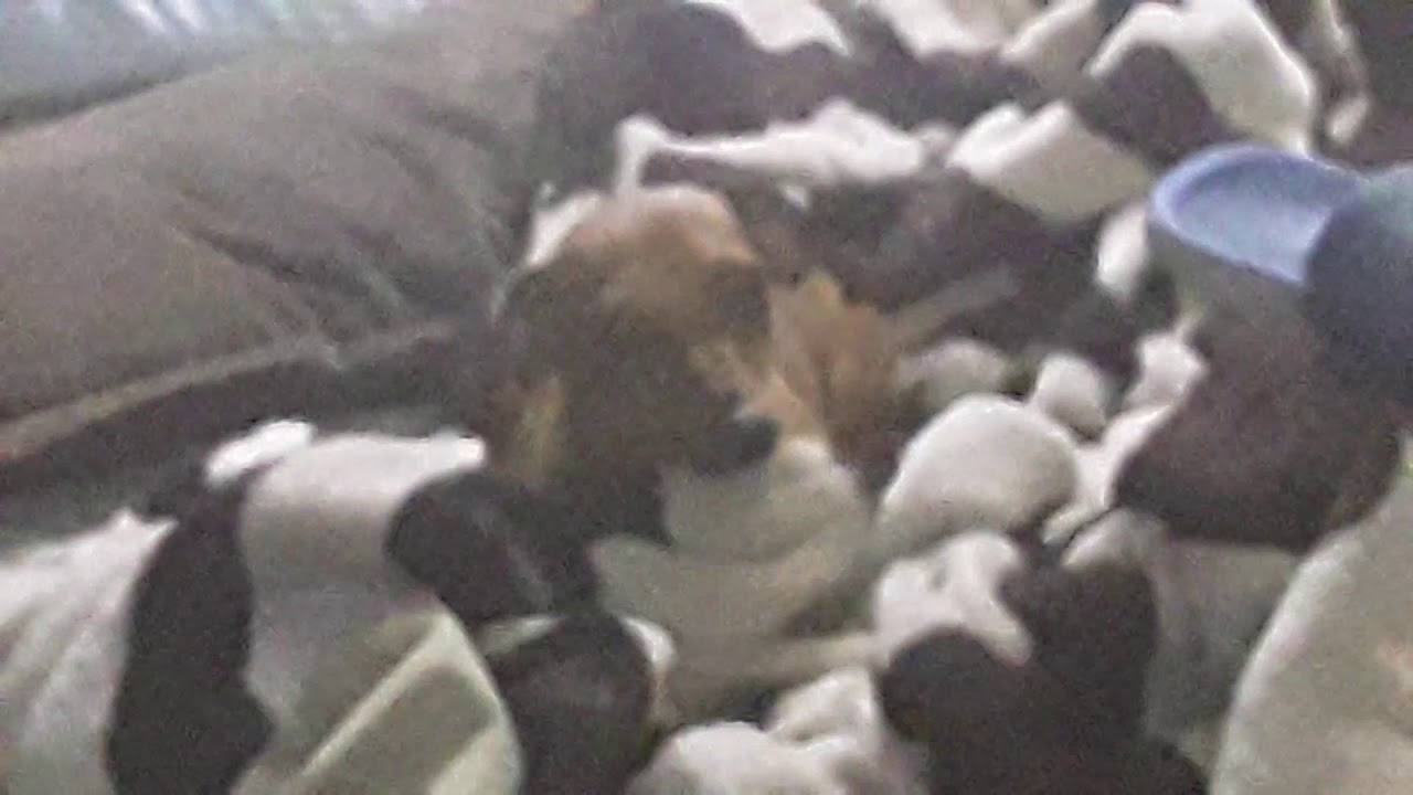 Jumpy boi