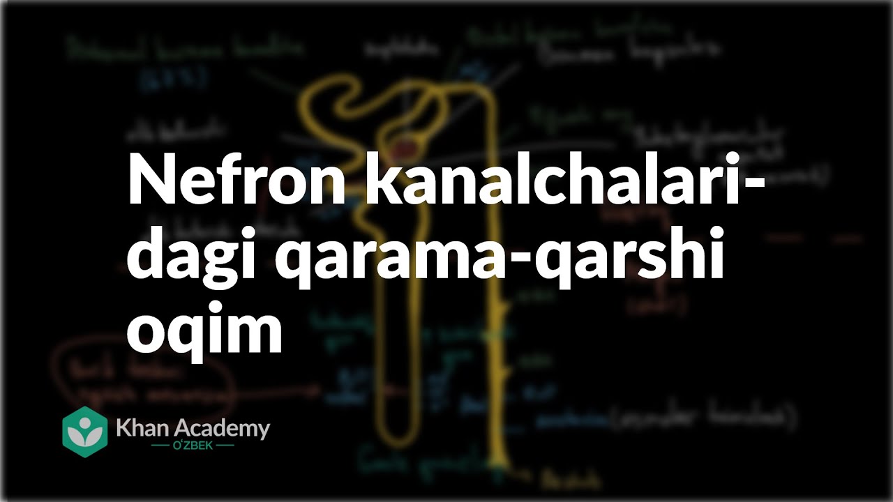 Nefron kanalchalaridagi qarama-qarshi oqim | Ayirish tizimi | Tibbiyot
