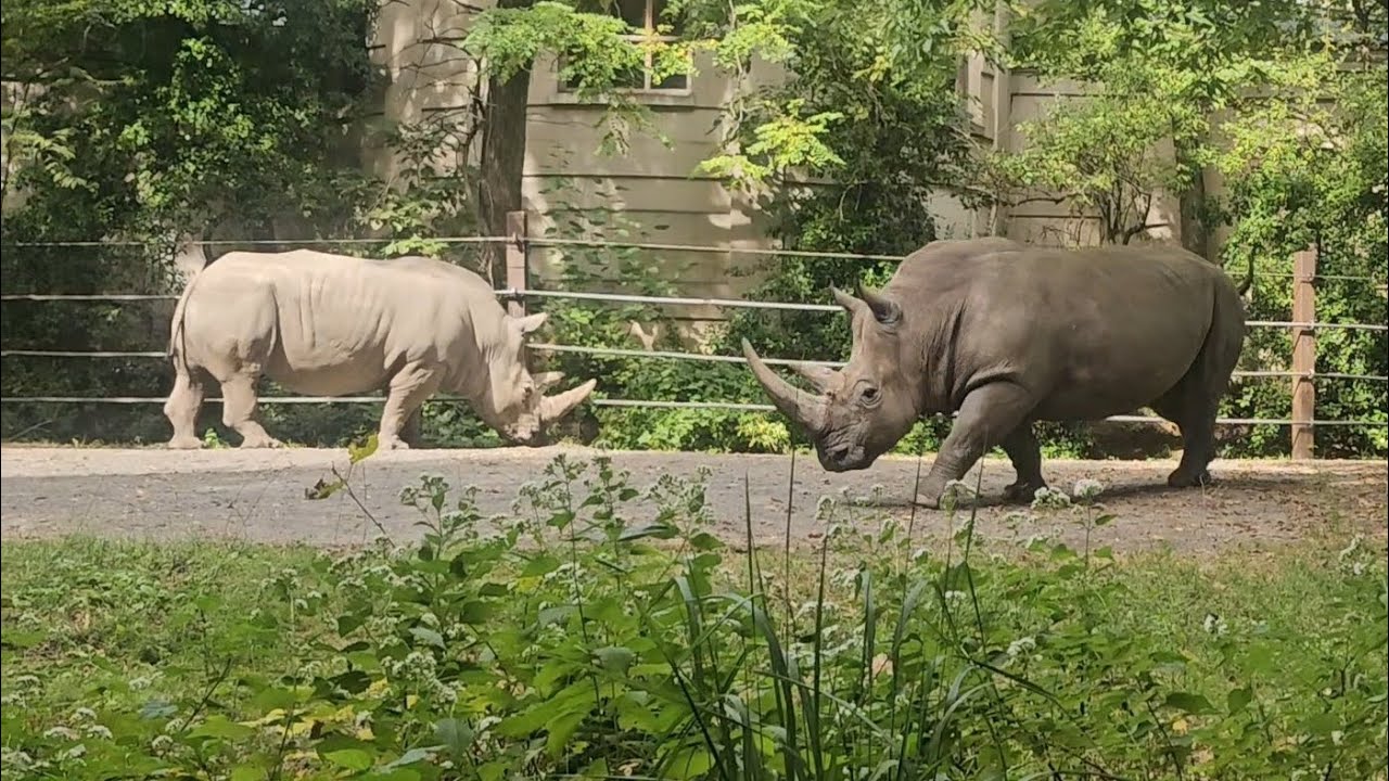 Southern White Rhinos