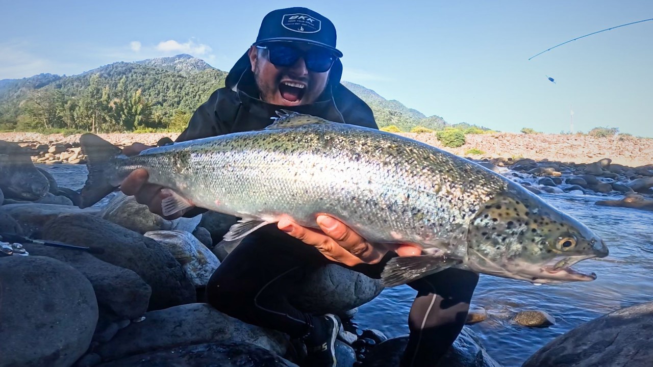 Encontré GRANDES salmones en PEQUEÑO riachuelo.