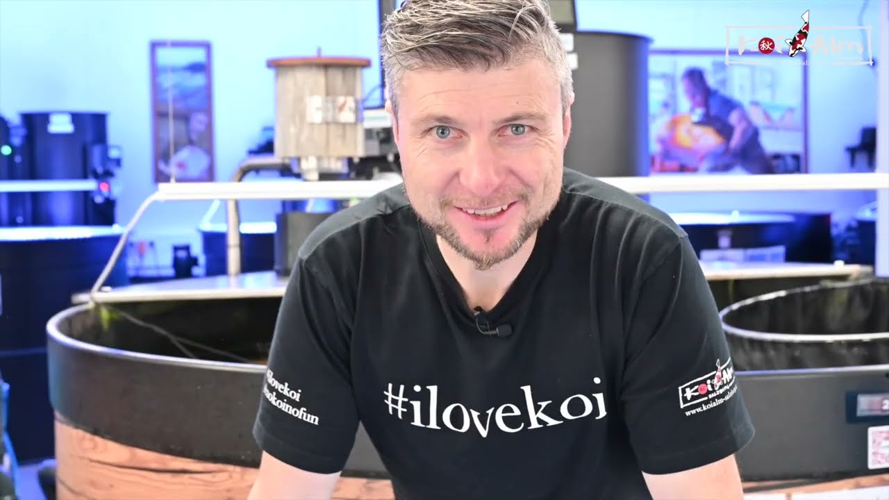 Beschreibung zu Ginrin Shiro Utsuri, geb. 2024, F, KAS-ID 4800