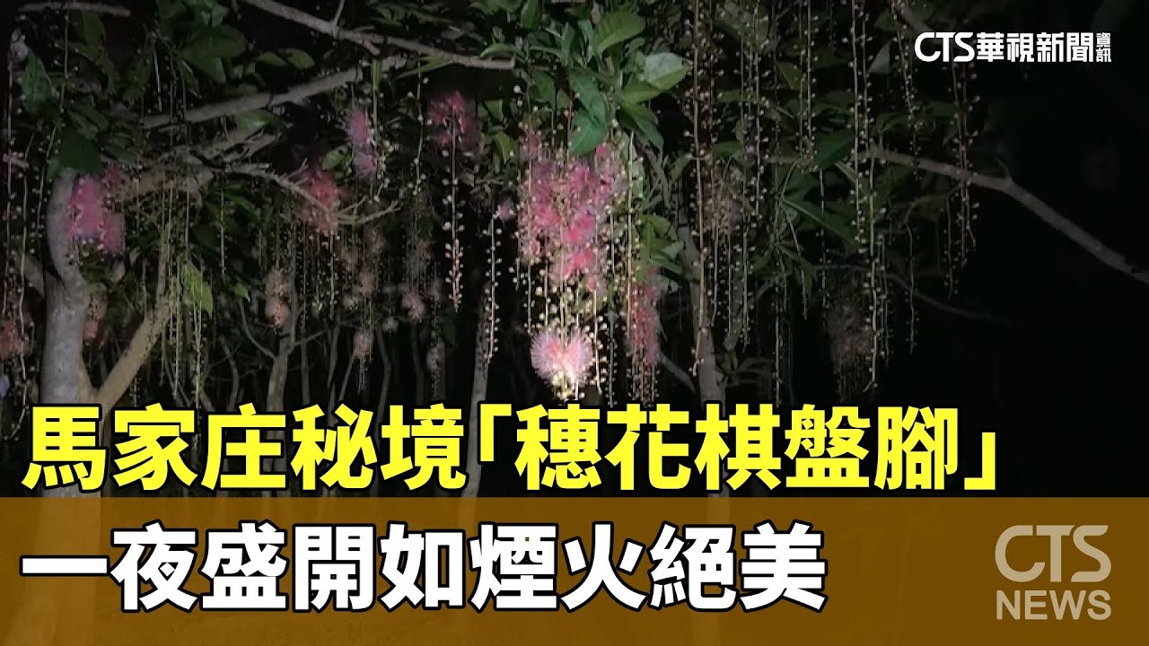 馬家庄秘境　「穗花棋盤腳」一夜盛開如煙火絕美｜華視新聞 20230706