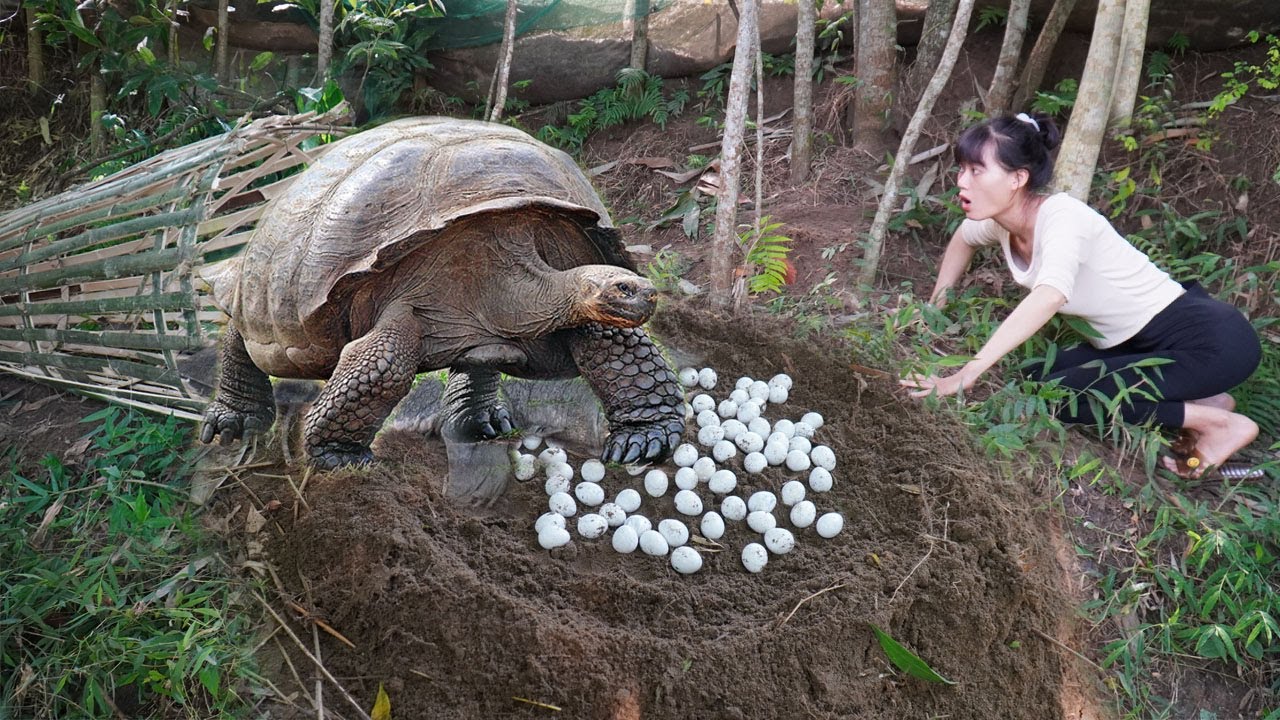 Girl discovered a nest of eggs after many days of rain - Set a trap to catch a soft-shell turtle
