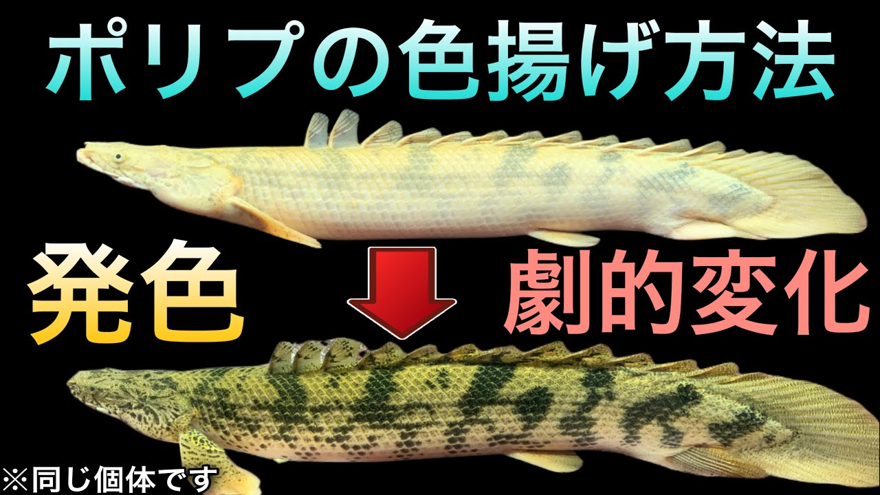 ポリプテルスの発色が悪くて困ってる方の参考になれば幸いです