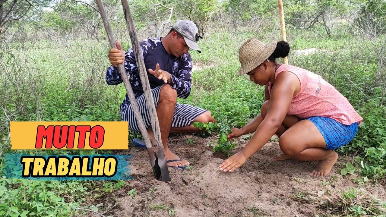 Começando  sítio do zero, preparo da terra para plantar feijão de corda