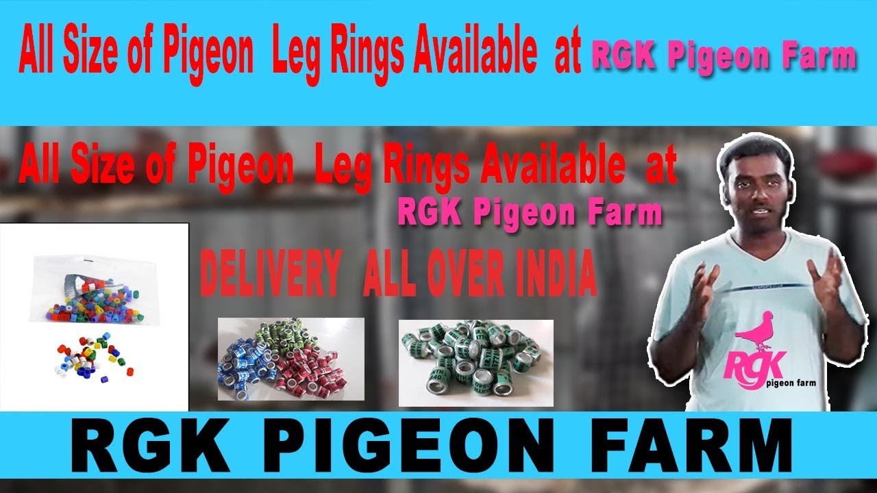 All Size of Pigeon  Leg Rings Available  at RGK Pigeon Farm DELIVERY  ALL OVER INDIA