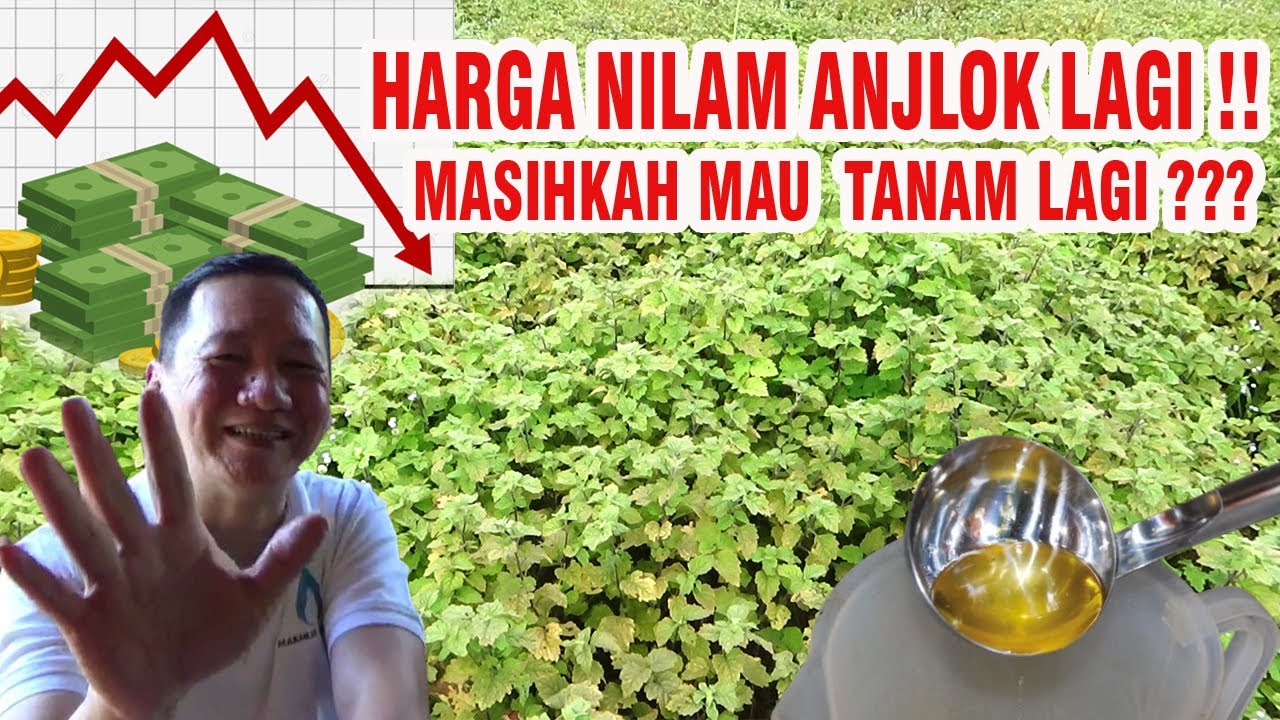 SEDIH HARGA NILAM KEMBALI ANJLOK APAKAH PETANI  MASIH MAU TETAP MENANAM !!