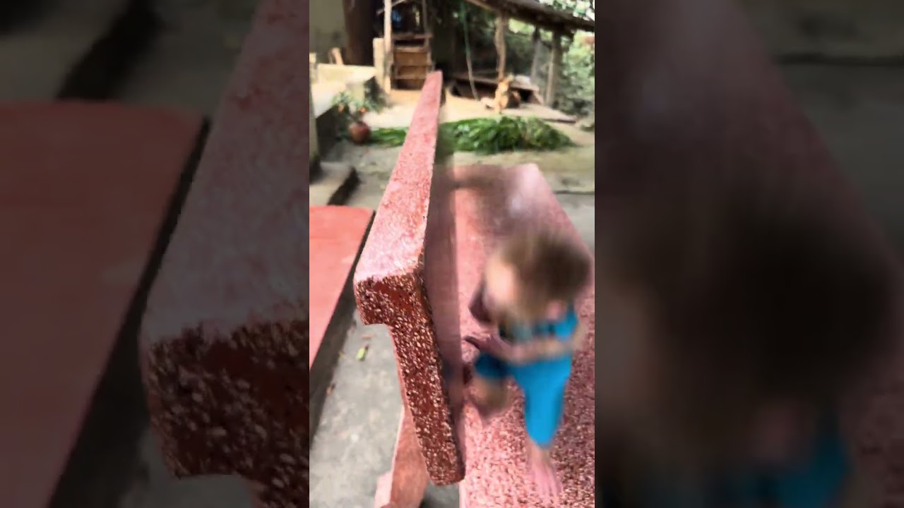 Kevin the monkey ran over to play with the cat.