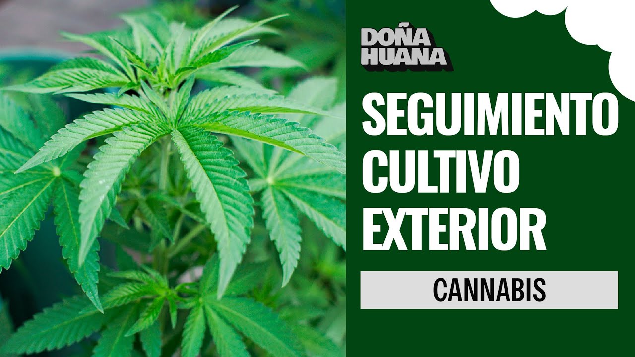 SEGUIMIENTO DE CULTIVO EXTERIOR 2023 / PODAS - TRASPLANTES - OBSERVACI&Oacute;N