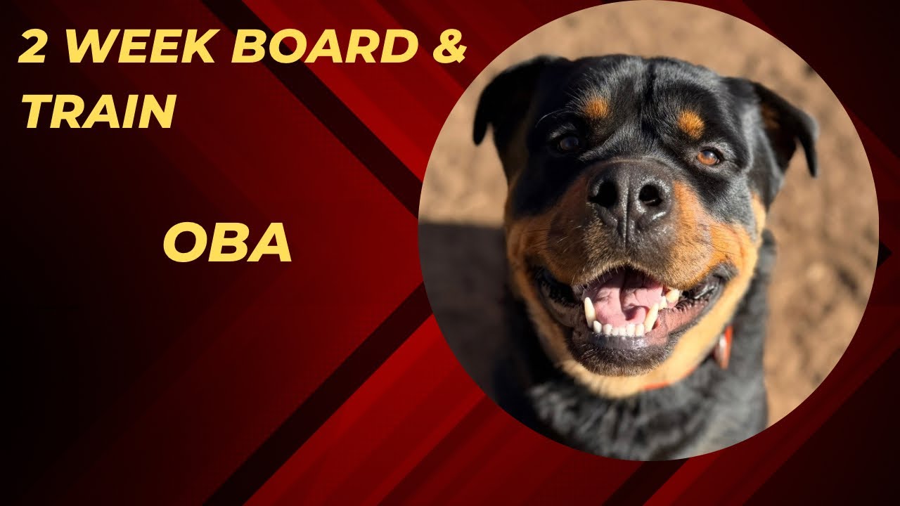 OBA | ROTTIE | 2 WEEK BOARD & TRAIN | GREENVILLE SC