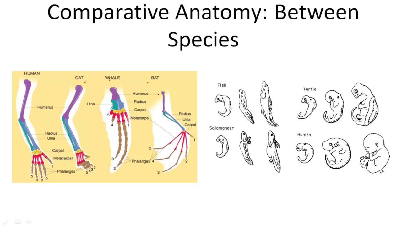 Comparative Anatomy as Evidence of Evolution