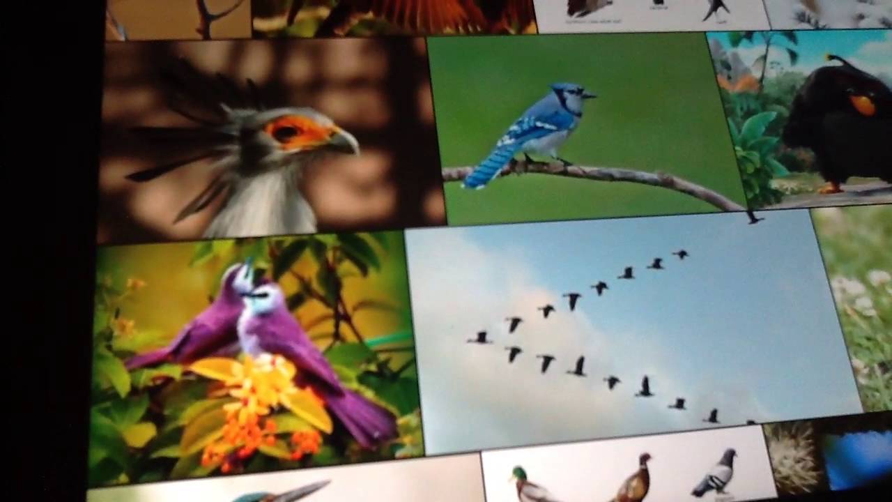 bird watch club by kids