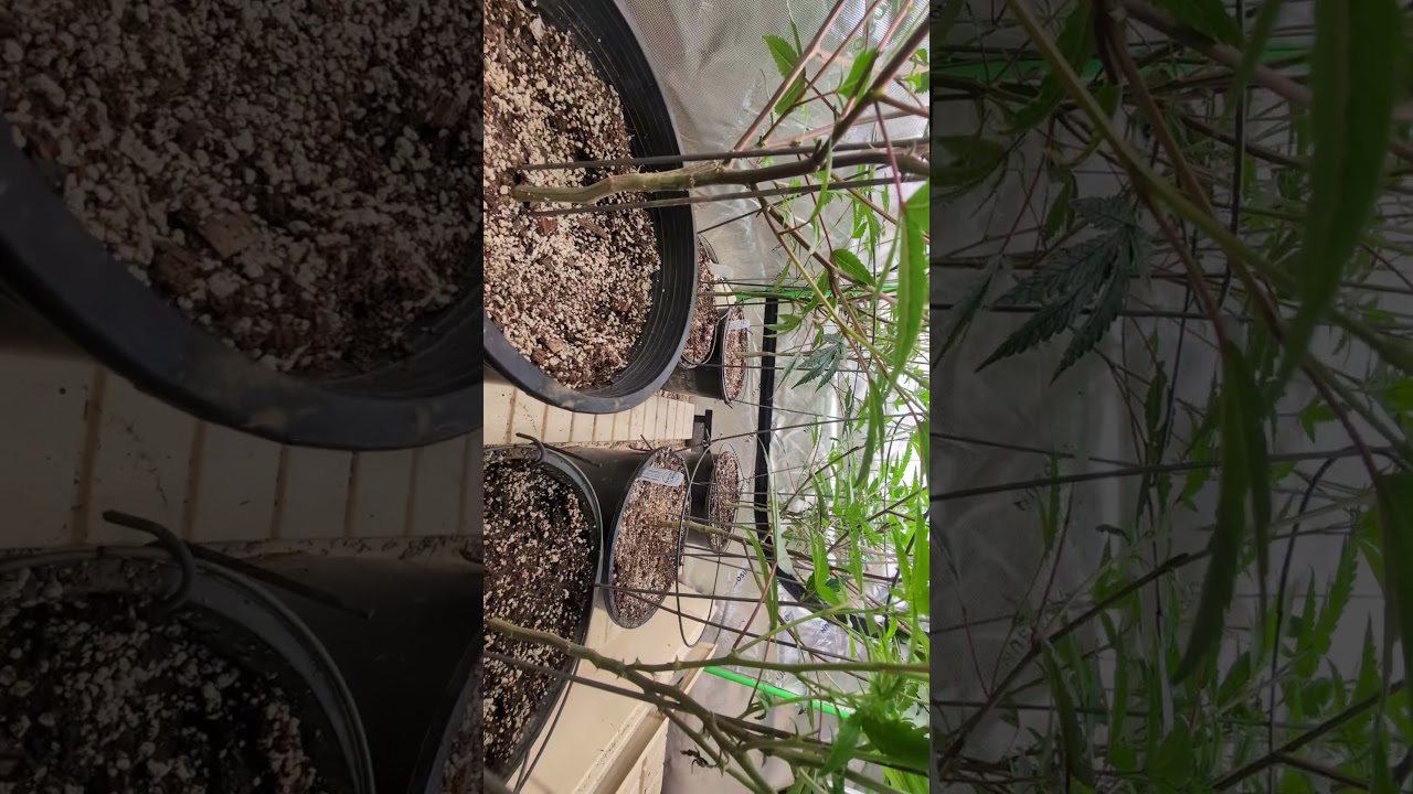 a quick peek inside the 4x8. Biscotti, Pop-Tarts and orange runtz. 10 week mission.