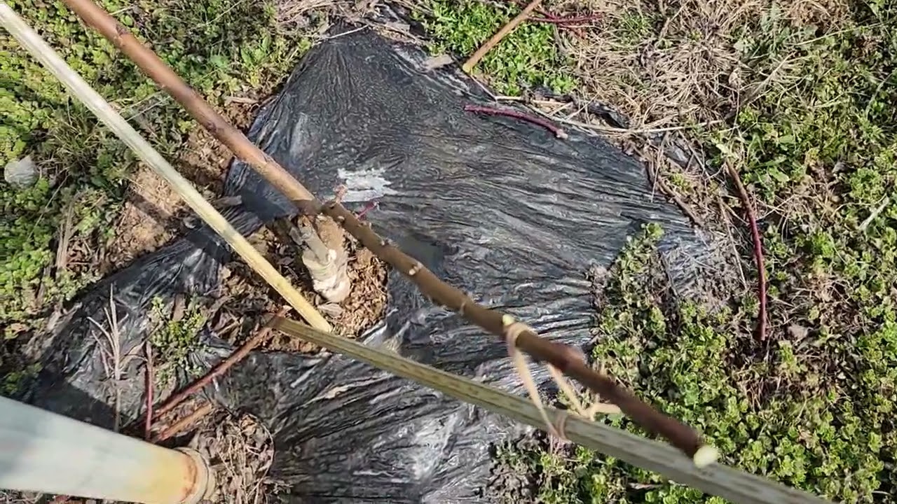 팔메트 수형 복숭아 유목 전지하는방법