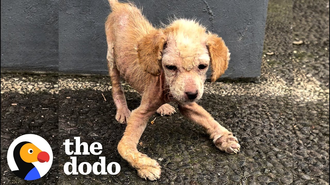 Puppy Ages In Reverse | The Dodo