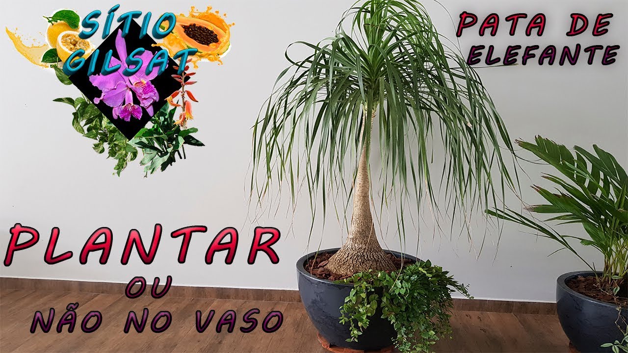 COMO FAZER MUDAS DE PATA DE ELEFANTE