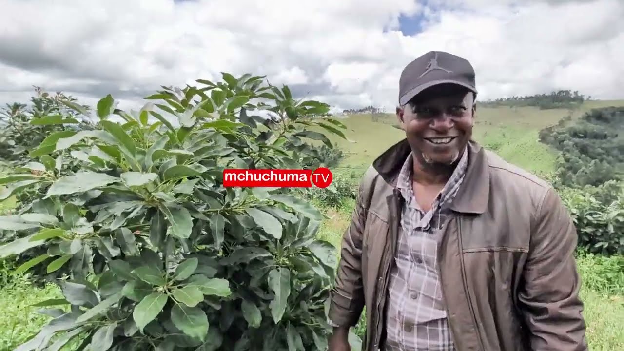 MBINU BORA YA KUVUNA PARACHICHI NDANI YA MIAKA MIWILI-FRANK MSUYA