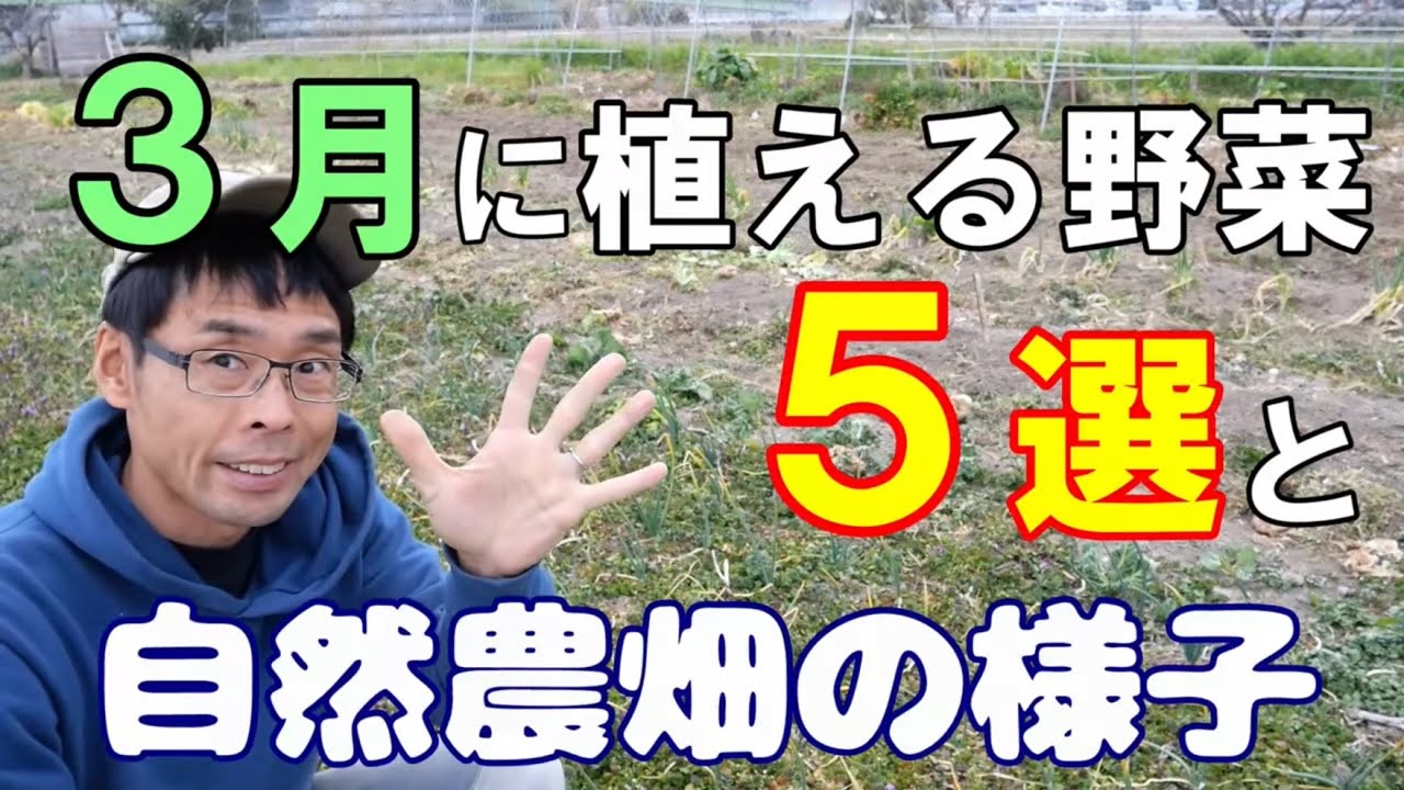 自然農でお勧めの3月に植える野菜5選と畑の様子《無農薬/無施肥/春ジャガイモ/種蒔き/定植》