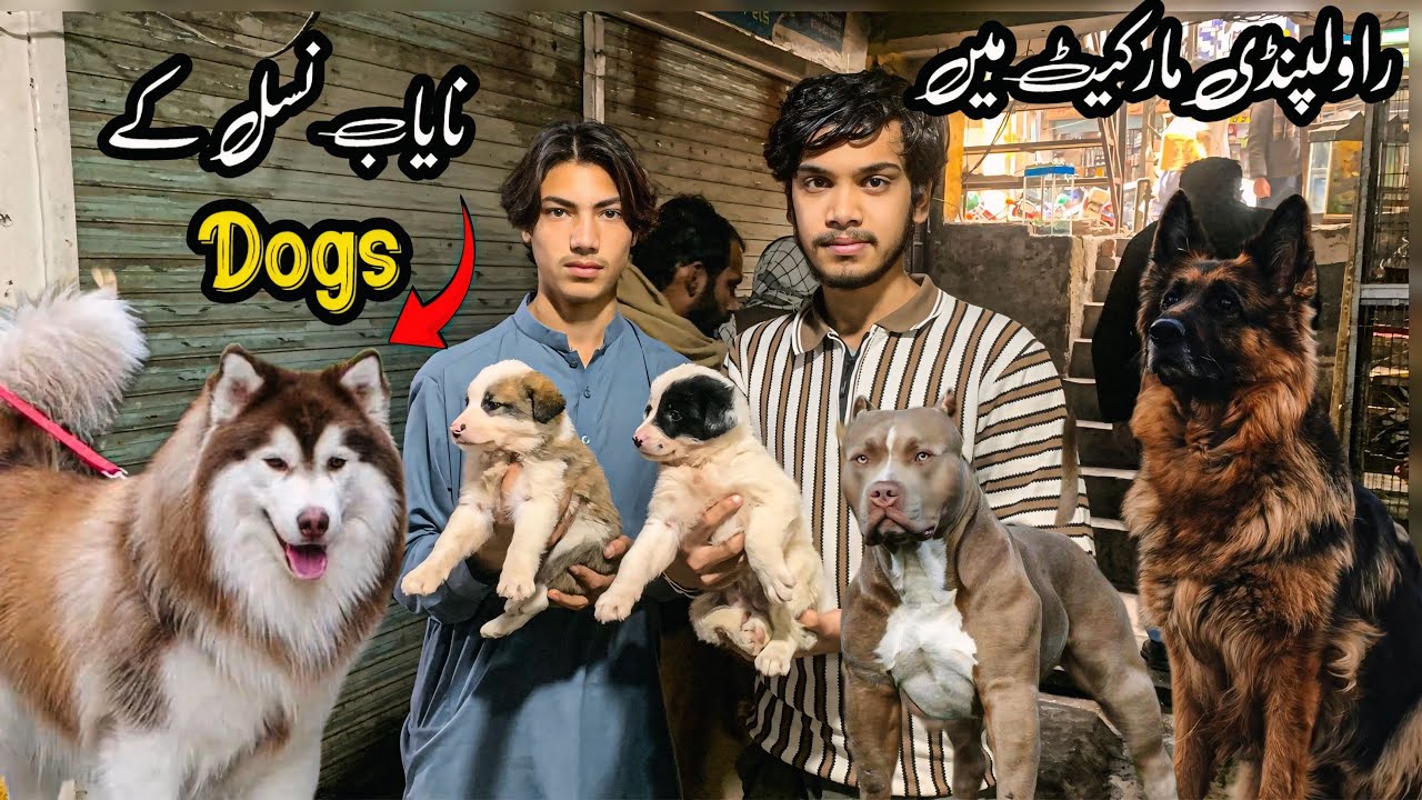 College Road Rawalpindi | Low Price Dogs | Shahzain Animals Vlogs