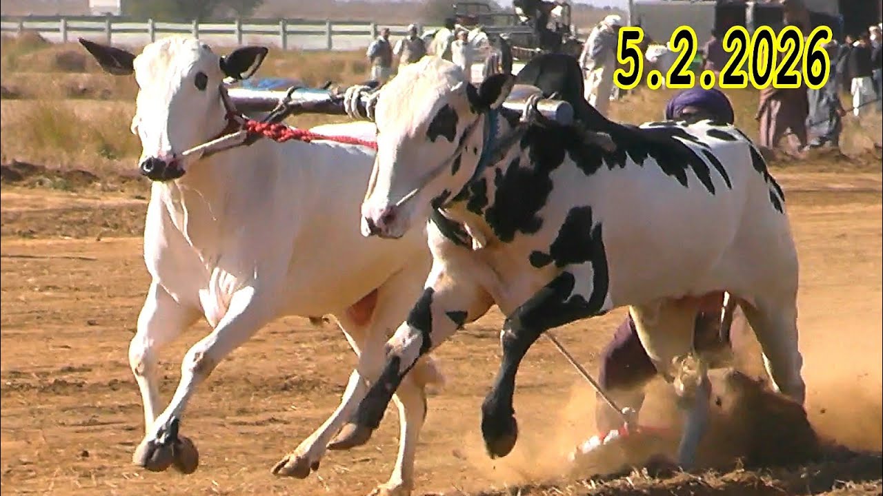Bull Race In Pakistan Hamza Sky Video Fateh Jang 5 February 2026