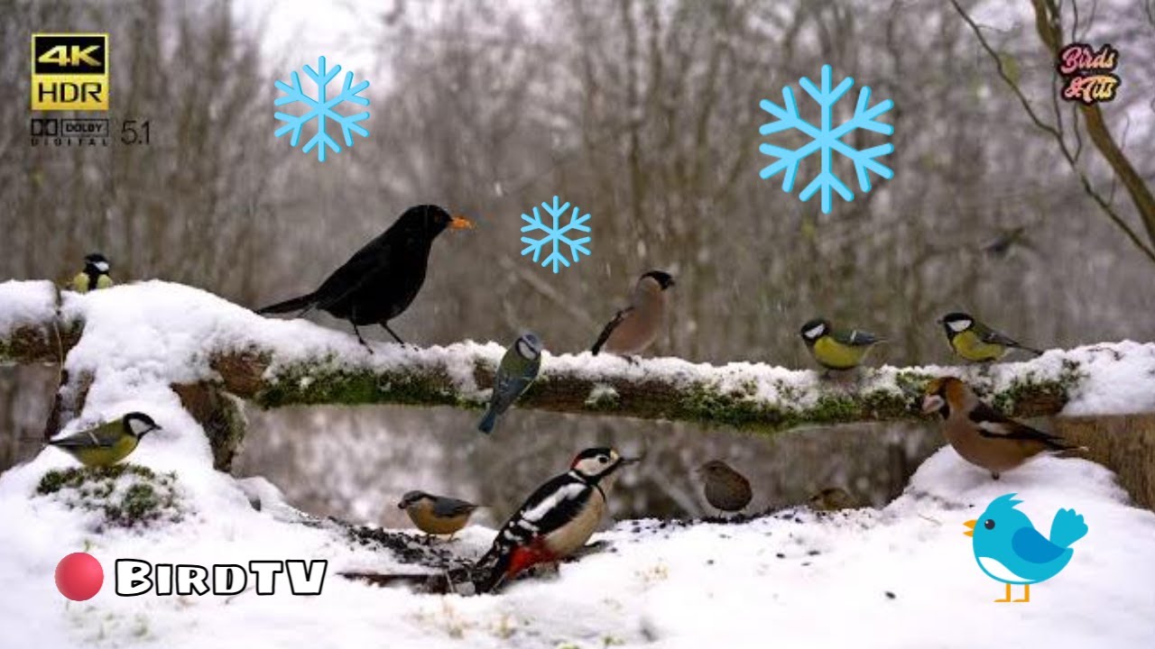 Cat tv😻Snow covered Bird feeder for all to watch🐦📺4K HDR ♫ 5.1