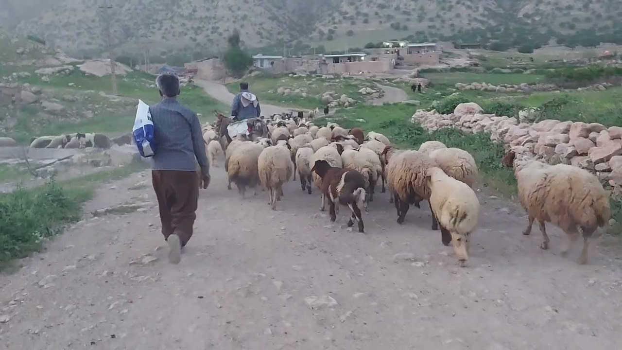 Village Life: Grazing Cows & Sheep Drinking Fresh Well Water | Traditional Farming