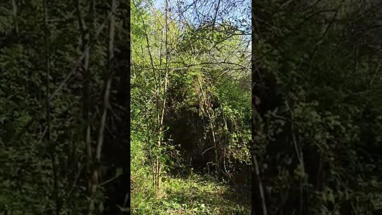 pulizia oliveto abbandonato e oliva tenera ascolana
