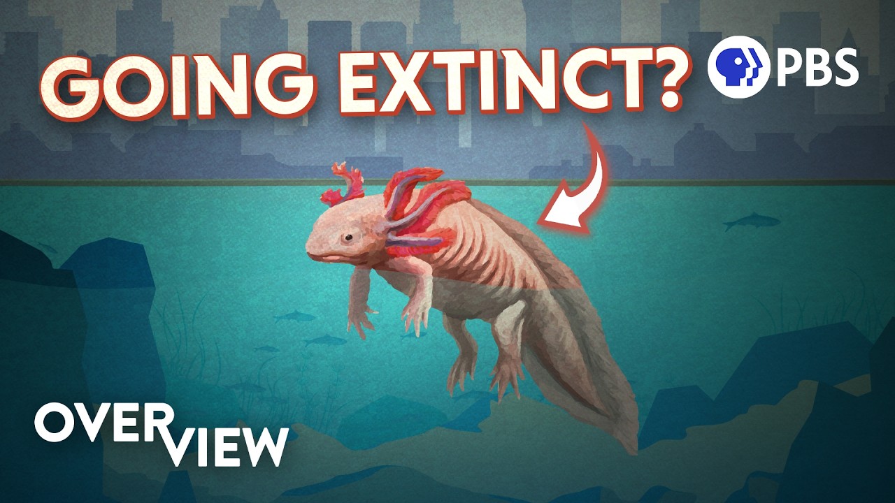 Can We Save Mexico City’s Famous Axolotls?