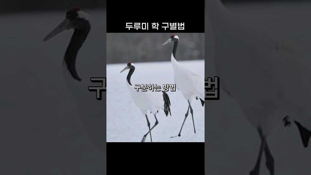 두루미와 학