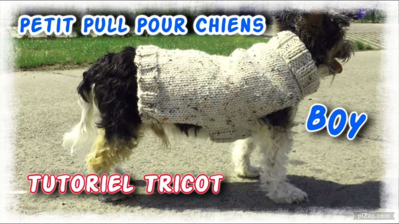 Petit Pull Pour Chiens Boy Tutoriel Tricot