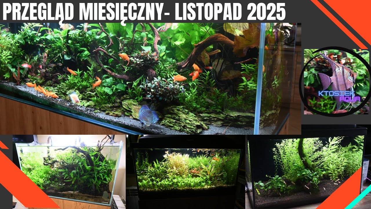[Przegląd Miesięczny]-LISTOPAD 2025 [Moje CZTERY całkiem różne akwaria]