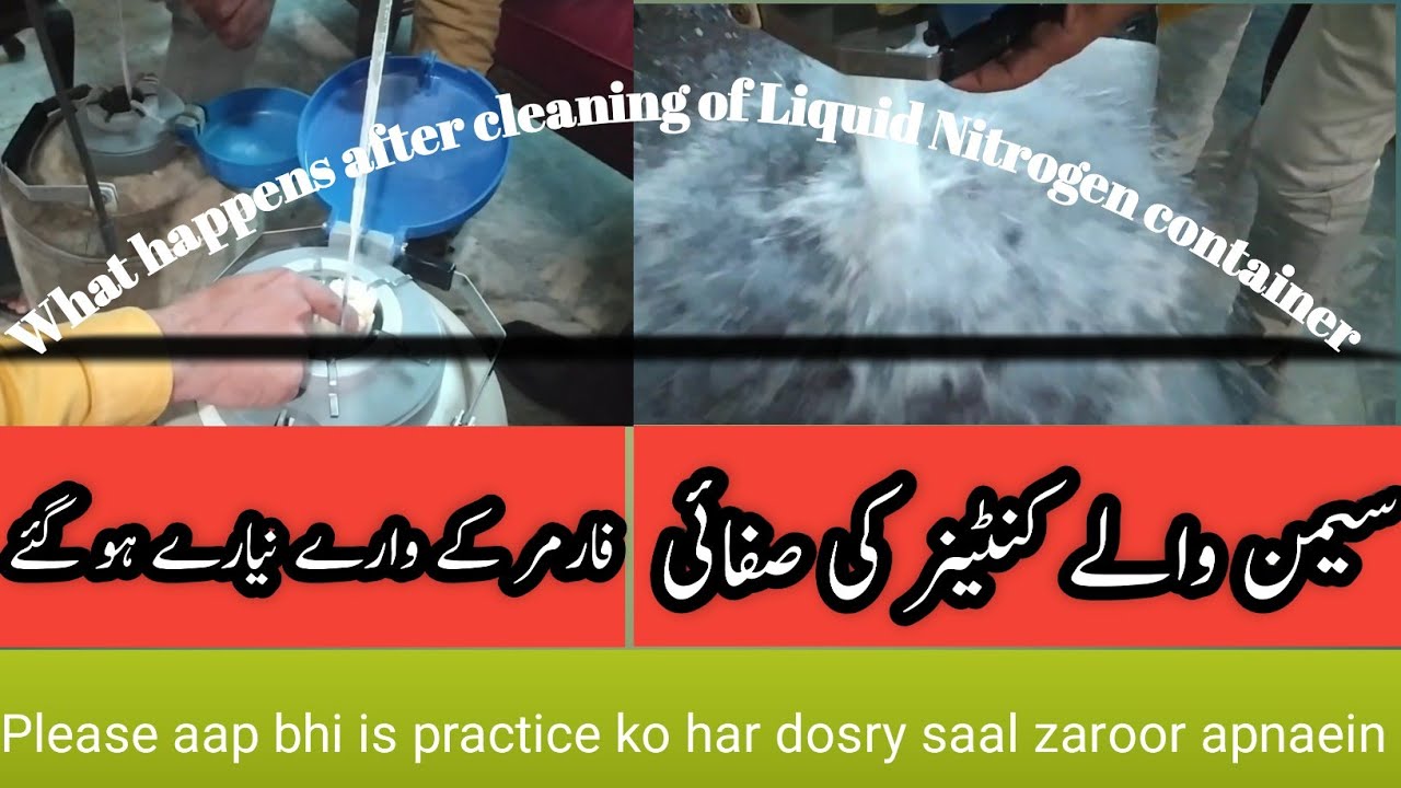 Cleaning of liquid Nitrogen Container II Liquid Nitrogen Container for semen II Semen Container 2021