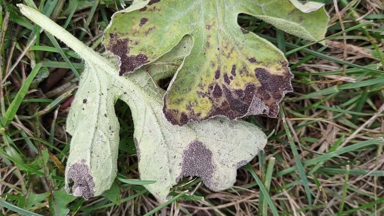 What's killing my melon plants?!
