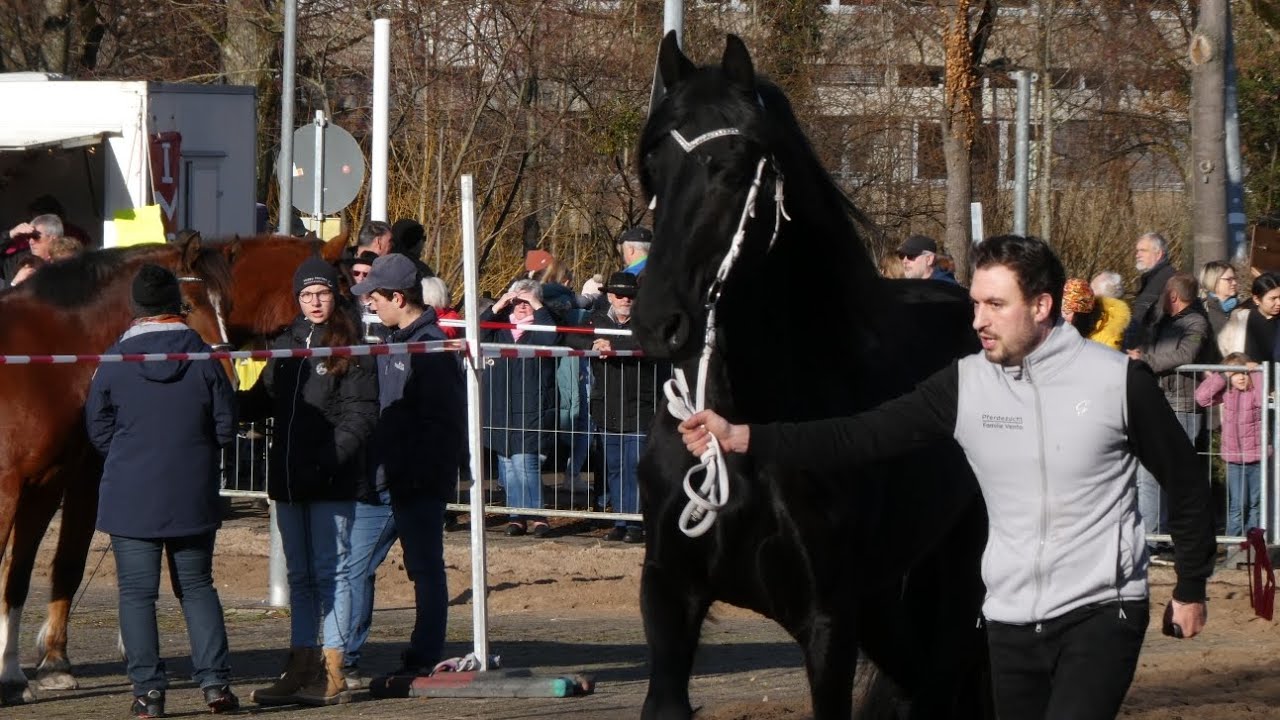 🐎 Pferdemarkt Geislingen an der Steige am 13.02.2024 🐎 @GeislingenanderSteige73312