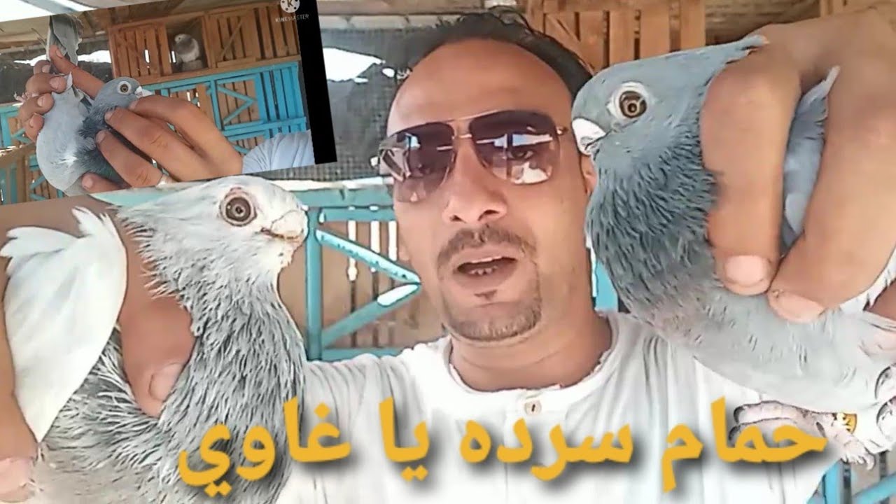 سرتد الغاوي تطلع حمام ...وكلام عن لقو الصافي