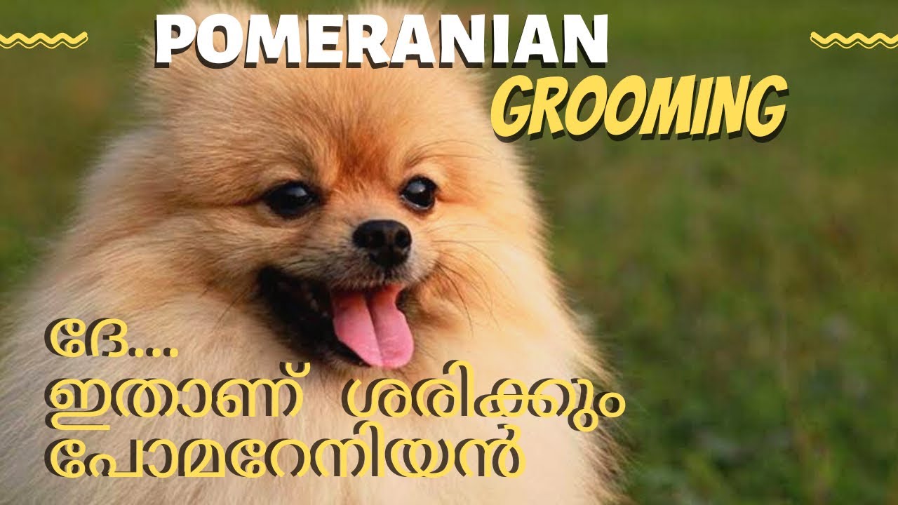 ഇതാണ് ശെരിക്കും പോമറേനിയൻ | CERTIFIED POMERANIAN |POMERANIAN DOG GROOMING |ഏറ്റവും ചെറിയ പൊമറേനിയൻ |