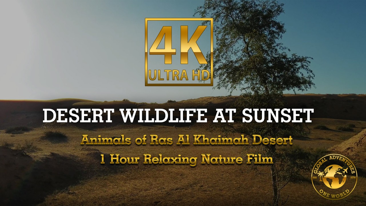 Desert Wildlife at Sunset 🌅 Animals of Ras Al Khaimah Desert | 1 Hour Relaxing Nature Film