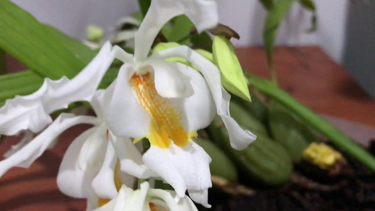 ΟΡΧΙΔΕΕΣ - COELOGYNE CRISTATA