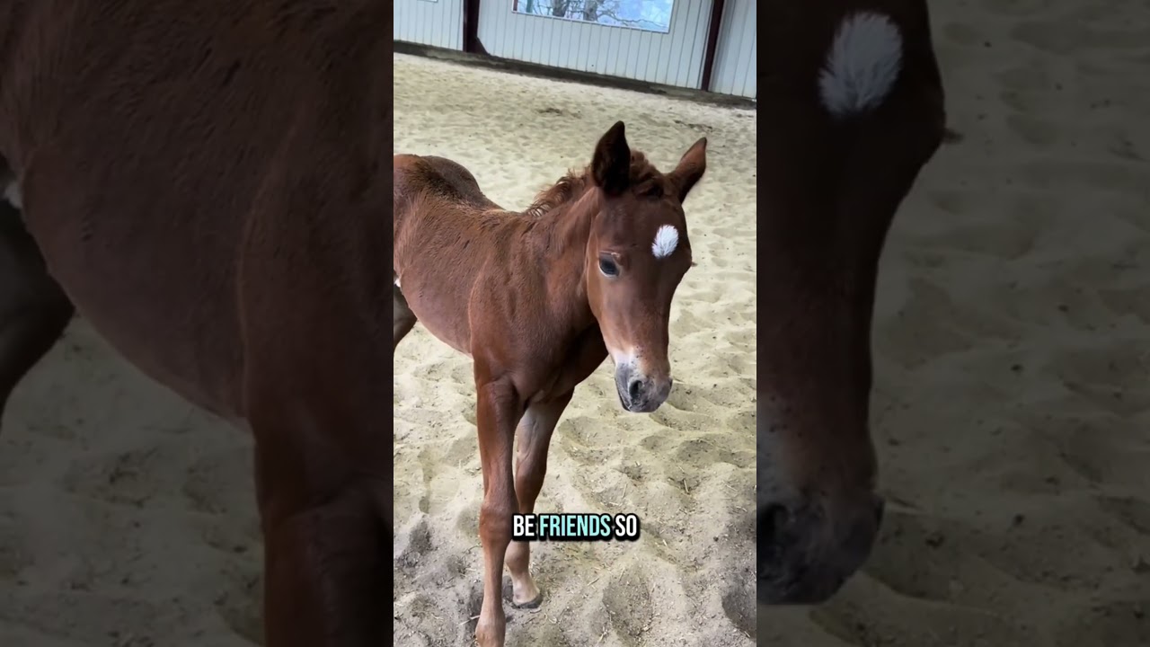 Cute Foals Playing in the Rain | Baby Horses Running & Bonding with Their Moms