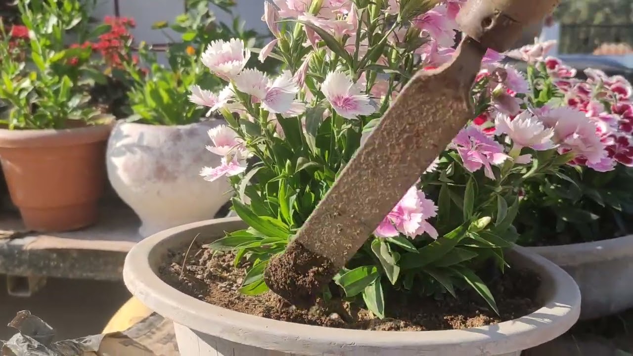 Lagatar khilte rahenge aapke dianthus plant me flowers. ?# dianthus plant #gardening #